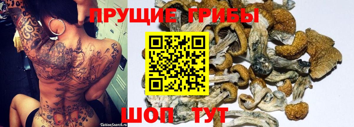 Тула  Псилоцибиновые грибы Cubensis  Вход с VPN 